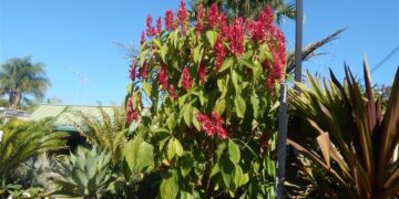 BRAZILIAN RED CLOAK MEGASKEPASMA ERYTHROCHLAMYS