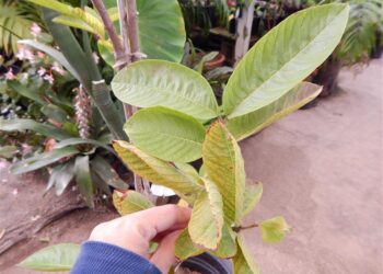 GUAVA – MEXICAN PINK GUAVA