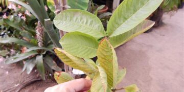 GUAVA – MEXICAN PINK GUAVA