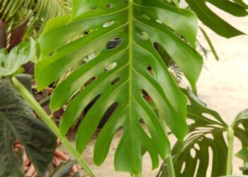 MONSTERA DELICIOSA SPLIT LEAF PHILODENDRON