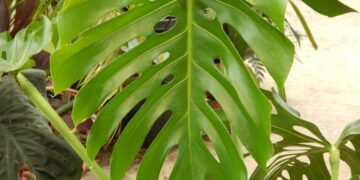 MONSTERA DELICIOSA SPLIT LEAF PHILODENDRON