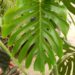 MONSTERA DELICIOSA SPLIT LEAF PHILODENDRON