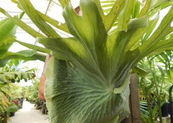 MOOSEHORN FERN PLATYCERIUM SUPERBUM