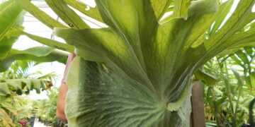 MOOSEHORN FERN PLATYCERIUM SUPERBUM
