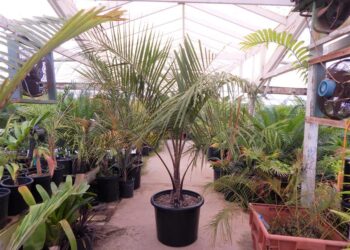 BUTIA X SYAGRUS, THE MULE PALM