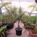 BUTIA X SYAGRUS, THE MULE PALM
