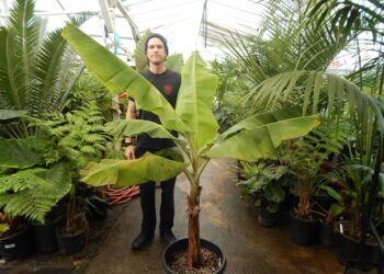 BANANA WITH EDIBLE FRUIT MUSA GRAN NAIN