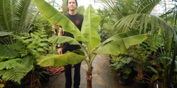 BANANA WITH EDIBLE FRUIT MUSA GRAN NAIN