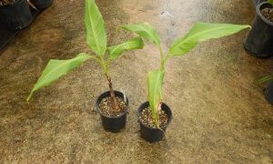 MUSA MEKONG GIANT