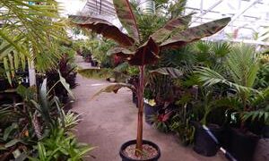 MUSA SUMATRANA HYBRID A NON-FRUITING BANANA CROSSED WITH A FRUITING BANANA