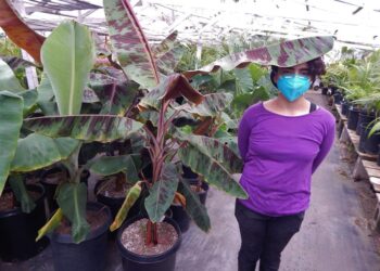 MUSA SUMATRANA HYBRID