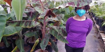 MUSA SUMATRANA HYBRID