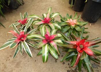 NEOROGELIA BROMELIAD
