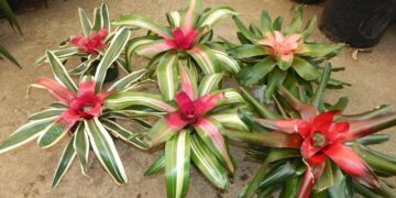 NEOROGELIA BROMELIAD