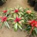ASSORTED NEOROGELIA BROMELIADS – 6 INCH POTS ALMOST EVERY COLOR IMAGINABLE