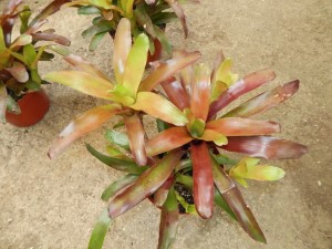 COLORFUL RED AND GREEN CLUSTERING BROMELIADS NEOROGELIA SPECIES GOOD FOR FILTERED LIGHT OR SUN ALONG THE COAST