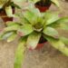 RED SPECKLED LEAF BROMELIADS NEOROGELIA SPECIES GOOD FOR FILTERED LIGHT OR SUN ALONG THE COAST