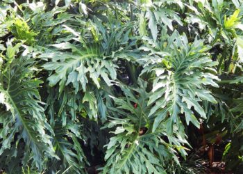 PHILODENDRON SELLOUM