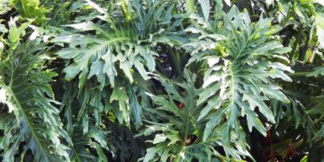 PHILODENDRON SELLOUM