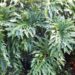 PHILODENDRON SELLOUM