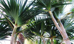 PANDANUS UTILIS THE SCREW PINE