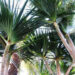 PANDANUS UTILIS THE SCREW PINE