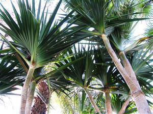 PANDANUS UTILIS THE SCREW PINE