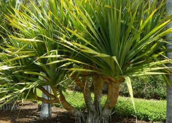 PANDANUS UTILUS THE SCREW PINE