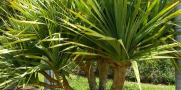 PANDANUS UTILUS THE SCREW PINE