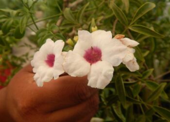 PANDOREA JASMINOIDES PURPUREA