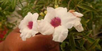 PANDOREA JASMINOIDES PURPUREA