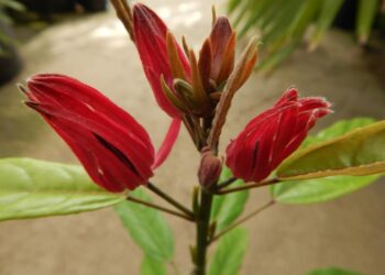 PAVONIA MULTIFLORA BRAZILIAN CANDLES