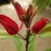 PAVONIA MULTIFLORA BRAZILIAN CANDLES