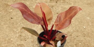 PHILODENDRON MCCOLLEY’S FINALE