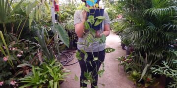 PHILODENDRON ADONSONII THE DWARF SWISS CHEESE PHILODENDRON