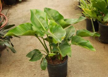 PHILODENDRON GREEN CONGO