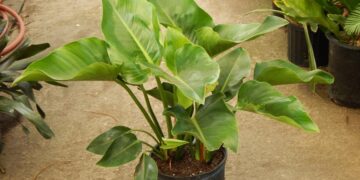 PHILODENDRON GREEN CONGO