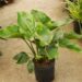 PHILODENDRON GREEN CONGO