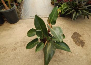 PHILODENDRON RED CONGO