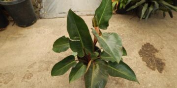 PHILODENDRON RED CONGO