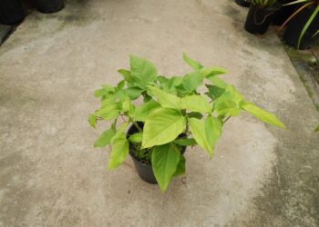 PHILODENDRON SPECIES MULTIPLE RARE SPECIES TO CHOOSE FROM