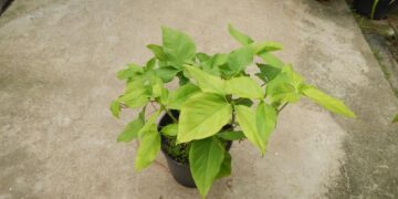 PHILODENDRON SPECIES MULTIPLE RARE SPECIES TO CHOOSE FROM