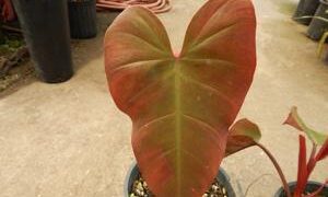 PHILODENDRON SPECIES RED ON BOTH SIDES
