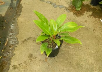 PHILODENDRON WEND-UMBE