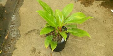 PHILODENDRON WEND-UMBE