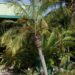 PHOENIX ROEBELENII THE PYGMY DATE PALM