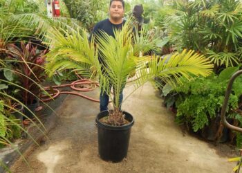 PHOENIX RUPICOLA THE CLIFF DATE PALM