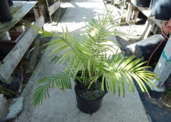 PHOENIX RUPICOLA HYBRID SEEDS FROM LARGE FEMALE RUPICOLA