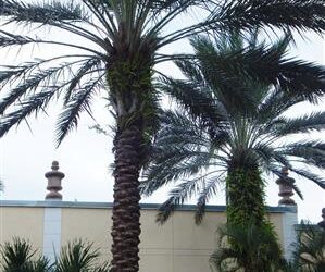 PHOENIX SYLVESTRIS TALL PALM WITH BLUE-GREEN LEAVES