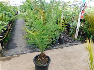 PHOENIX SYLVESTRIS TALL PALM WITH BLUE-GREEN LEAVES